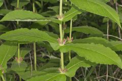 Orangefruit Horse-gentian, Triosteum aurantiacum