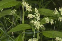 Orchard Grass, Dactylis glomerata