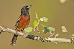 Orchard Oriole, Icterus spurius