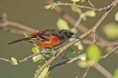 Orchard Oriole, Icterus spurius