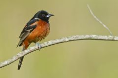 Orchard Oriole, Icterus spurius