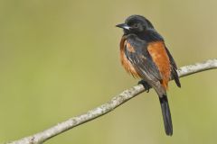 Orchard Oriole, Icterus spurius