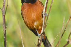 Orchard Oriole, Icterus spurius