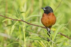 Orchard Oriole, Icterus spurius