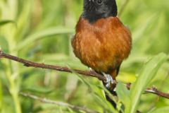 Orchard Oriole, Icterus spurius