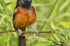 Orchard Oriole, Icterus spurius