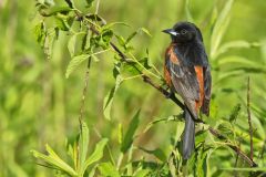 Orchard Oriole, Icterus spurius