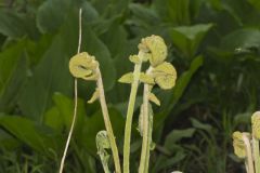 Cinnamon Fern, Osmundastrum cinnamomeum