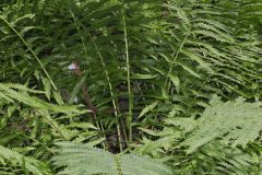 Cinnamon Fern, Osmundastrum cinnamomeum