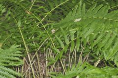 Cinnamon Fern, Osmundastrum cinnamomeum