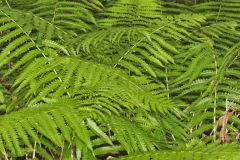 Cinnamon Fern, Osmundastrum cinnamomeum