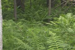 Cinnamon Fern, Osmundastrum cinnamomeum