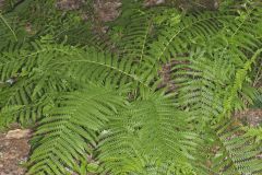 Cinnamon Fern, Osmundastrum cinnamomeum