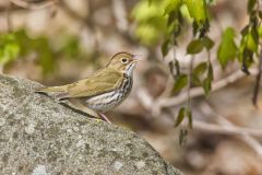 Ovenbird, Seiurus aurocapilla