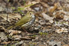 Ovenbird, Seiurus aurocapilla