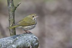 Ovenbird, Seiurus aurocapilla