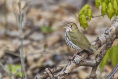 Ovenbird, Seiurus aurocapilla