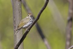 Ovenbird, Seiurus aurocapilla