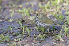 Ovenbird, Seiurus aurocapilla