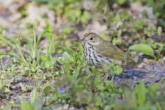 Ovenbird, Seiurus aurocapilla