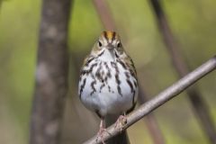 Ovenbird, Seiurus aurocapilla