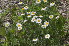 Oxeye Daisy, Leucanthemum vulgare