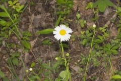 Oxeye Daisy, Leucanthemum vulgare