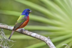 Painted Bunting,  Passerina ciris