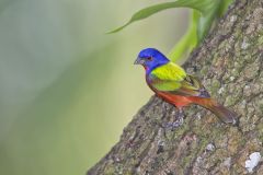 Painted Bunting,  Passerina ciris