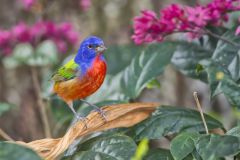 Painted Bunting,  Passerina ciris