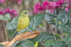 Painted Bunting,  Passerina ciris