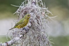 Painted Bunting,  Passerina ciris