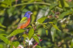 Painted Bunting,  Passerina ciris