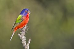 Painted Bunting,  Passerina ciris