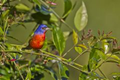 Painted Bunting,  Passerina ciris