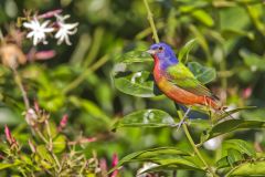 Painted Bunting,  Passerina ciris