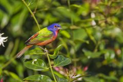 Painted Bunting,  Passerina ciris