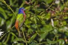 Painted Bunting,  Passerina ciris