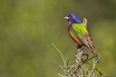 Painted Bunting,  Passerina ciris