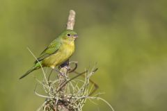 Painted Bunting,  Passerina ciris