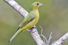 Painted Bunting,  Passerina ciris