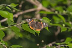 Painted Lady, Vanessa cardui