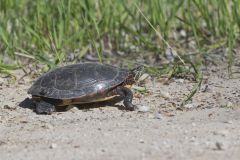 Painted turtle, Chrysemys picta