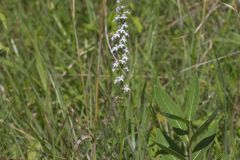 Pale Spiked Lobelia, Lobelia spicata