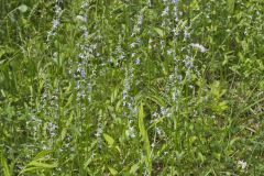 Pale Spiked Lobelia, Lobelia spicata
