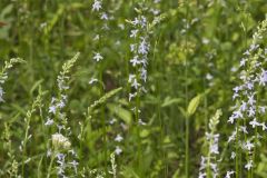 Pale Spiked Lobelia, Lobelia spicata