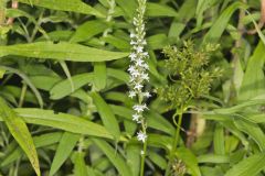 Pale Spiked Lobelia, Lobelia spicata