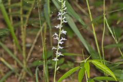 Pale Spiked Lobelia, Lobelia spicata