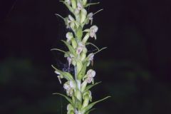 Palegreen Orchid, Platanthera flava var. herbiola