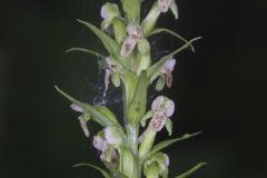 Palegreen Orchid, Platanthera flava var. herbiola